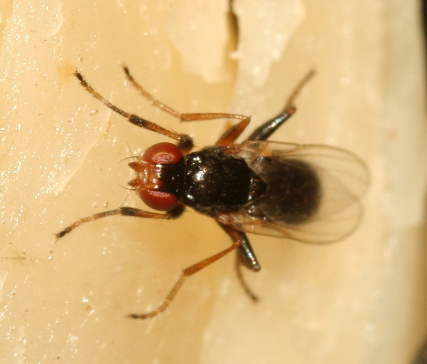 Piophila casei (Piophilidae)